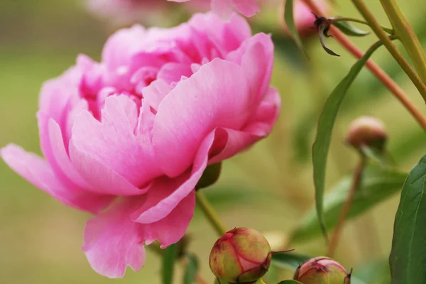 庭の茂みで育つピンク色の美しい牡丹背景 — ストック写真
