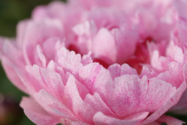 Крупним Планом Рожева Квітка Півонії Росте Кущах Дворі — стокове фото