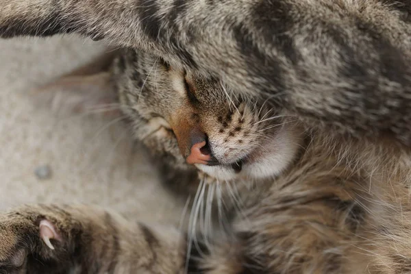 Carino Gatto Strisce Scivolando Sul Terreno Cortile — Foto Stock