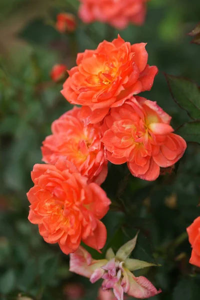 Oranges Blooming Lush Roses Yard Background — Stock Photo, Image