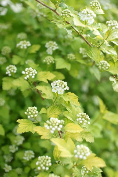 Arbustos Verdes Com Flores Brancas Fundo Jardim — Fotografia de Stock