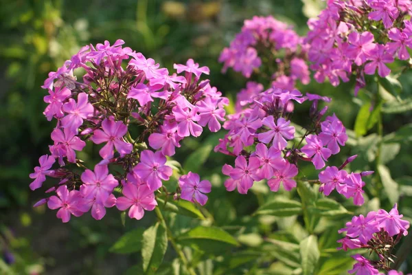 Bloeiende Roze Bloemen Struiken Tuin Achtergrond — Stockfoto