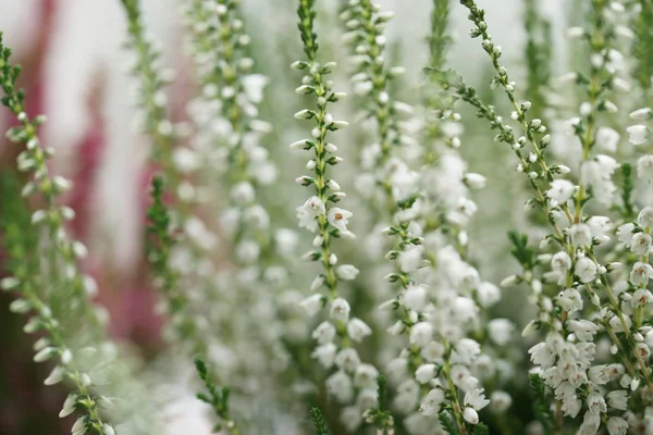 Güzel Çiçek Açan Pembe Beyaz Çiçekler Pencere Pervazında Çanlar — Stok fotoğraf