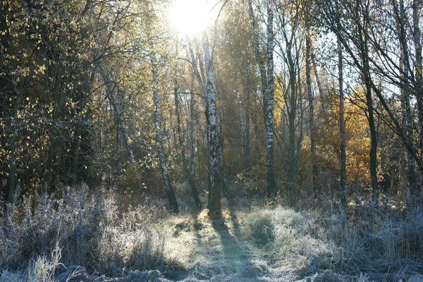 Зеленые Желтые Деревья Замороженном Парке Утром — стоковое фото