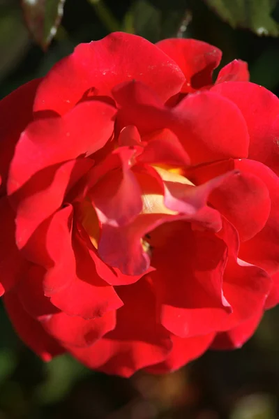 Beautiful Lush Roses Bushes Garden Background — Stock Photo, Image