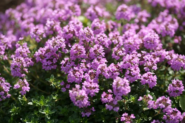 Fiori Viola Fiore Sullo Sfondo Del Giardino — Foto Stock