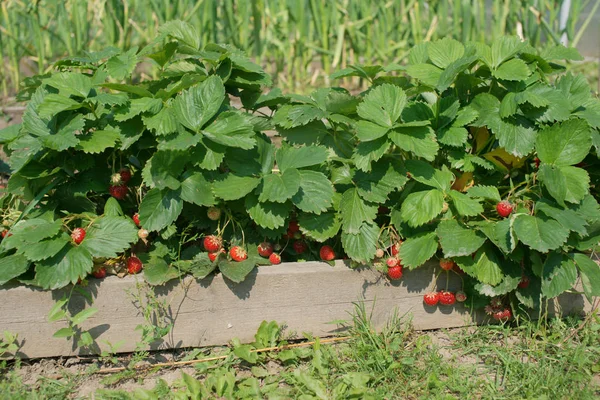 Fresas Maduras Rojas Creciendo Cajas Madera Fondo Del Jardín — Foto de Stock