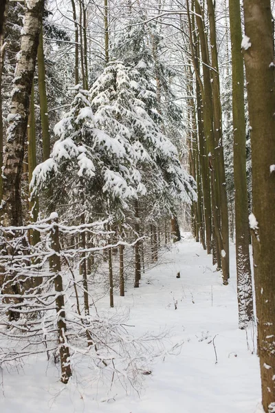 Kış Ormanı Arka Planında Karla Kaplı Ağaçlar — Stok fotoğraf