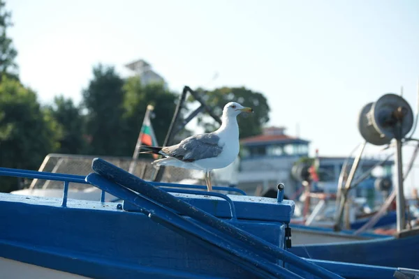 Seagull Рыбацких Лодках Берегу — стоковое фото