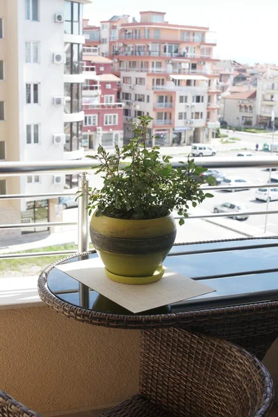 Planta Verde Maceta Amarilla Día Soleado Fondo Mesa Balcón —  Fotos de Stock