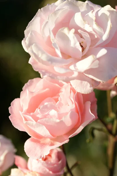 Close Άποψη Της Όμορφης Ανθισμένα Ροζ Τριαντάφυλλα Μπουκέτο Φόντο Κήπο — Φωτογραφία Αρχείου