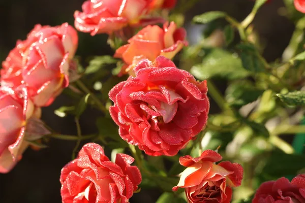 Red Beautiful Blooming Roses Yard Background — Stock Photo, Image