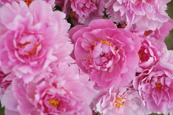 Hermosas Peonías Rosadas Frescas Creciendo Arbustos Fondo Del Patio — Foto de Stock