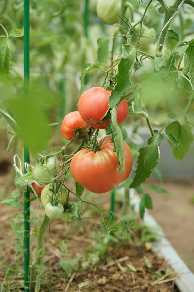 Tomaten Wachsen Und Reifen Gewächshaushintergrund — Stockfoto