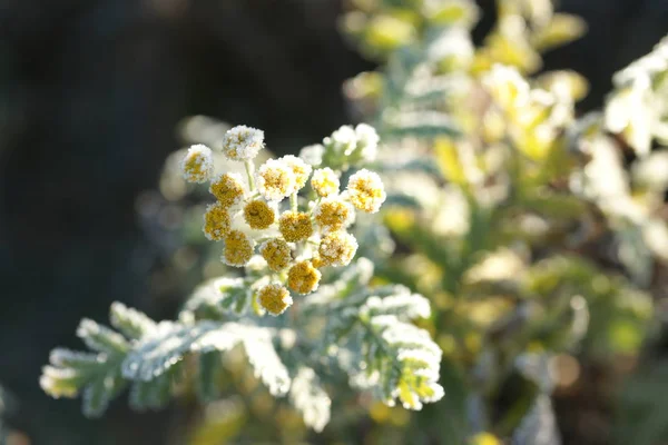 Close View Frozen Berries Twigs Field Background — 图库照片