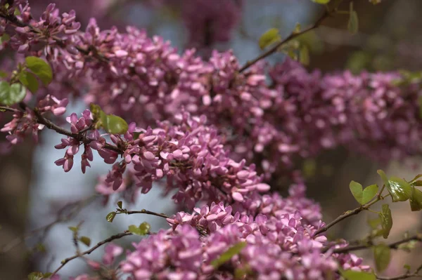 Purple Acacia Trees Branches Blossom Flowers Garden Background — Stock Photo, Image