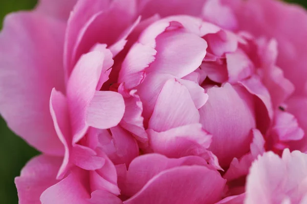 Bahçedeki çalılıklarda yetişen pembe şakayık çiçeğini kapatın.