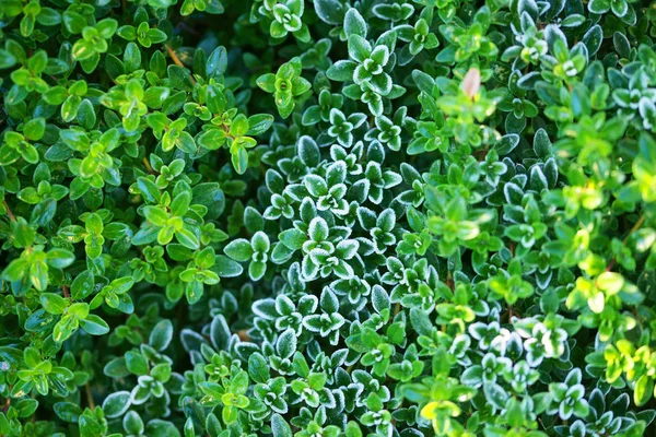Hoarfrost Green Leaves Thyme Plant Bushes Background — Stock Photo, Image