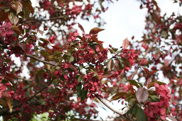 在花园里开花的苹果树 — 图库照片