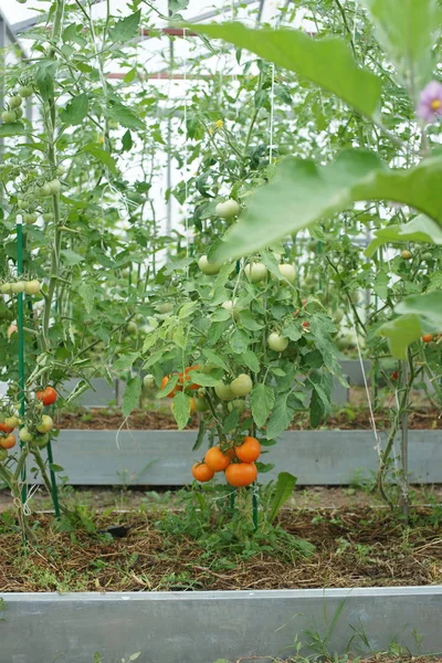Cultivo Maduración Tomates Invernadero —  Fotos de Stock