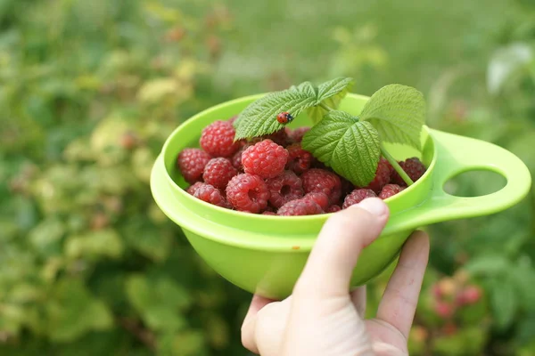 Person Hand Holding Green Plate Raspberries Ladybug Leaves Garden Background Stock Photo