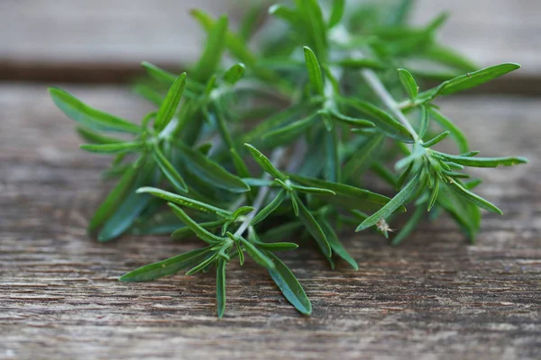 Rosemary Plant Close Stock Picture