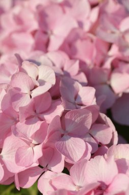 beautiful pink blooming hydrangea flowers on green bushes background