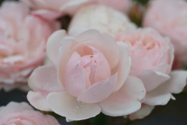 Yeşil çalılıklarda açan güzel güllerin manzarasını kapat. 