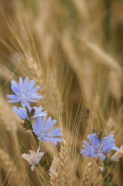 close up of golden ripened wheat field with flowers on meadow background 