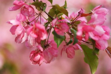 Çiçek açan elma ağaçlarına yakın meyve bahçesinde çiçekler olan dallara.