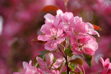 Çiçek açan elma ağaçlarına yakın meyve bahçesinde çiçekler olan dallara.