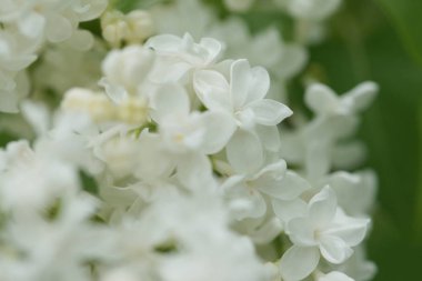 Bahçede beyaz çiçekli akasya ağaçlarının dallarını kapatın.
