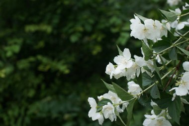 white blooming bushes of fragrant white jasmine  