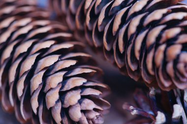 close up view of brown fir tree cones 