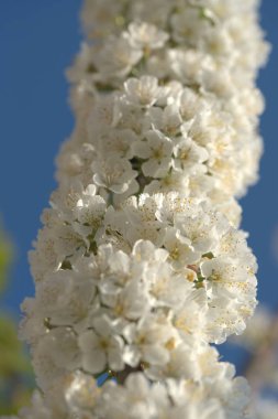 Bahçedeki elma ağaçlarının beyaz çiçekleri.