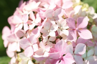 close up of tender and blossom blooming hydrangea flowers on green bushes background