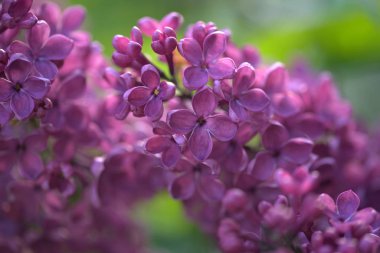 Güzel mor eflatun çiçekler açık havada. Eflatun çiçekler dallar üzerinde