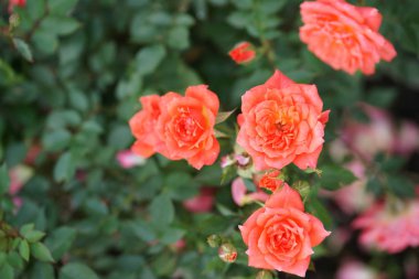 Bahçede yemyeşil güller açan portakallar