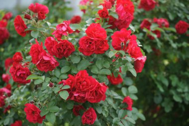 Arka plandaki çalılıklarda kırmızı, gür güller.