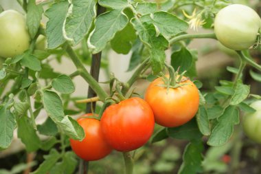 Büyüyen ve olgunlaşan domatesleri cam evin arka planında kapatın.
