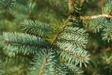 green and lush spruce branches on wood background