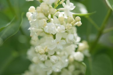 Bahçede beyaz çiçekli akasya ağaçlarının dallarını kapatın.