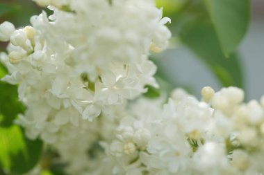 Bahçede beyaz çiçekli akasya ağaçlarının dallarını kapatın.