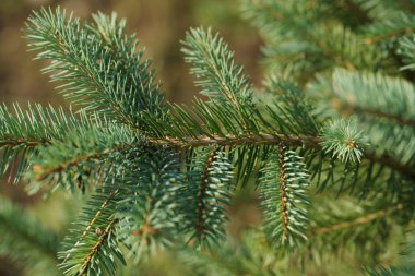 green and lush spruce branches on wood background