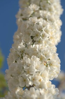 Bahçedeki elma ağaçlarının beyaz çiçekleri.