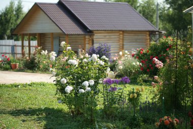 Bahçedeki güzel güller