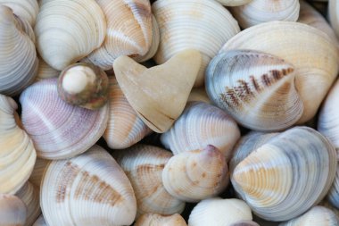 Sahilde bir sürü renkli deniz kabuğu var.