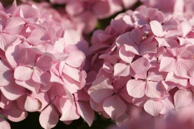 close up of tender and blossom blooming hydrangea flowers on green bushes background
