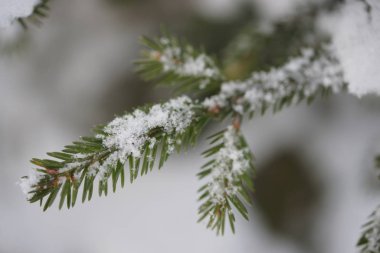 Köknar ağaçları ağaç zemininde karları kaplayan donmuş dallar
