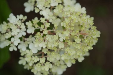 Bahçedeki çimlerin üzerinde açan beyaz çiçekler.